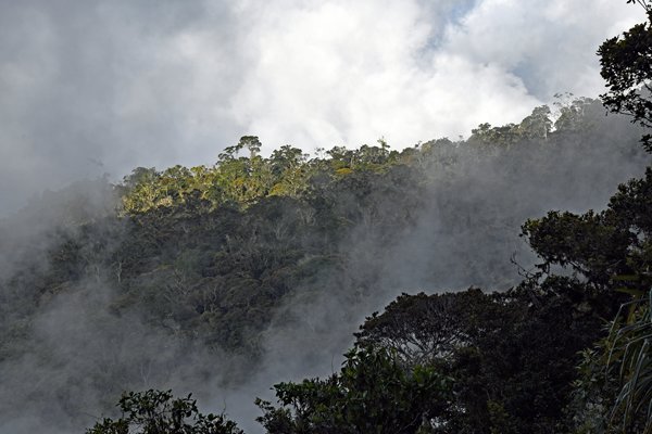 Nevel in de Arfak Mountains, Papoea