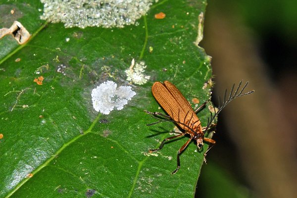 Insect met bijzondere antennes in de Arfak Mountains, Papoea