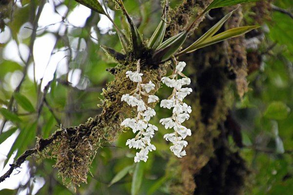 Orchideeën in de Arfak Mountains, Papoea