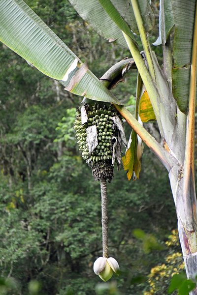 Bananen in de Arfak Mountains, Papoea