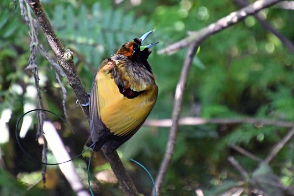 Magnificent Bird of Paradise in Sioubri, Papoea