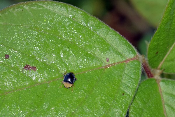 Coccinellidae bij Sioubri, West Papoea
