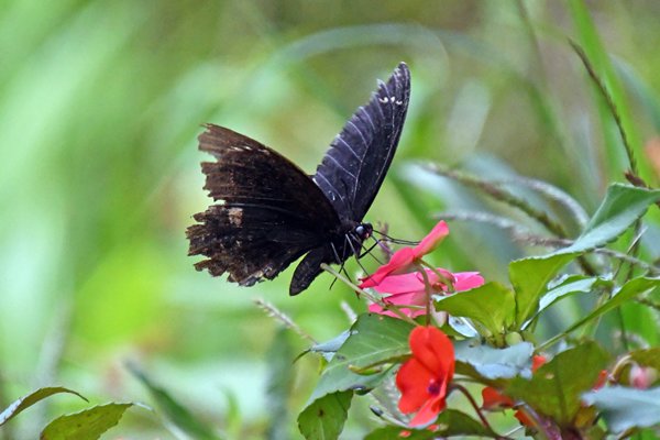 Papilio aegeus bij Sioubri, West Papoea