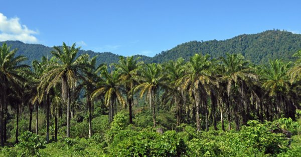 Plantage voor palmolie in de omgeving van Manokwari, Papoea