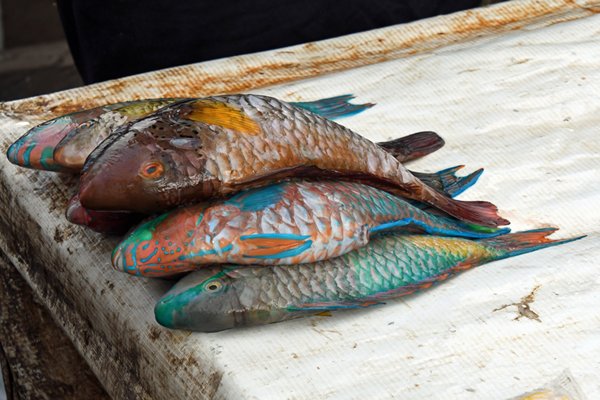 Kleurige vissen op de markt van Sorong, Papoea
