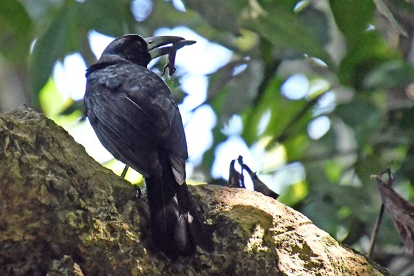 Black butcherbird met gevangen hagedis op Waigeo, Papoea