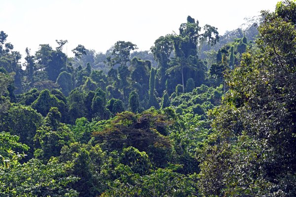 Jungle op Waigeo, Papoea