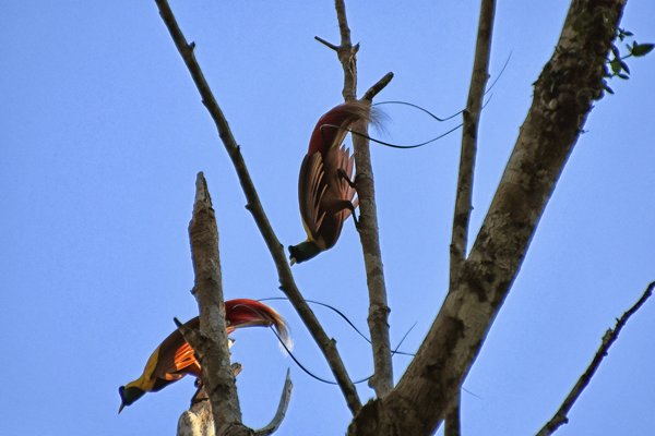 Red Bird of Paradise op Waigeo, Papoea