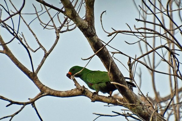 Eclectus Parrot (Edelpapagaai) op Waigeo, Papoea