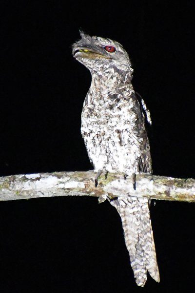Papuan Frogmouth op Waigeo, Papoea