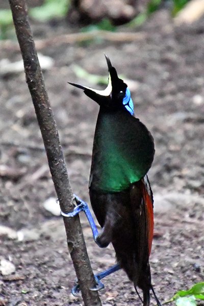 Wilsons Bird of Paradise op Waigeo, Papoea