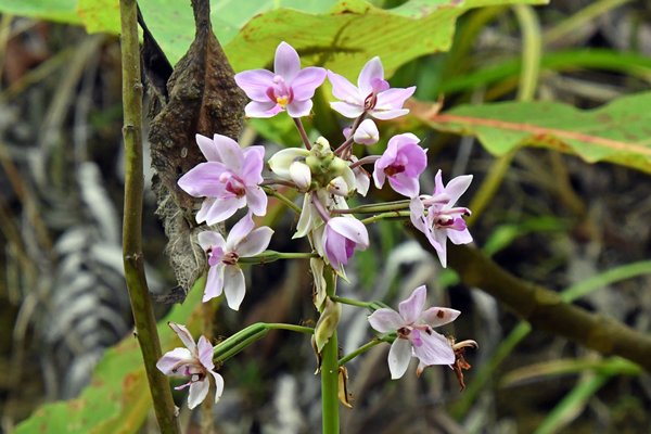 Orchidee op Waigeo, Papoea