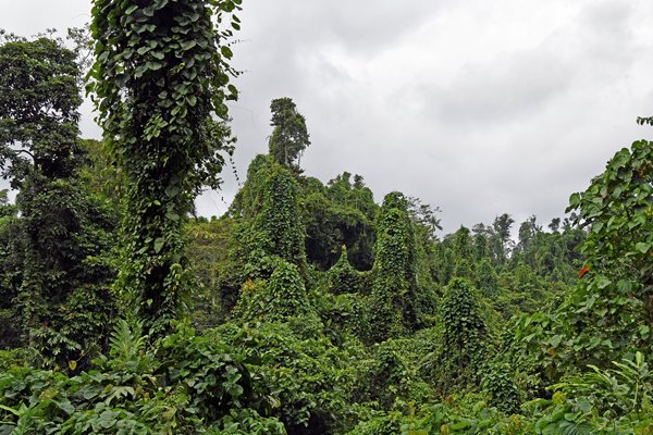 Overdadige jungle op Waigeo, Papoea