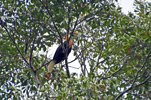 Papuan Hornbill (Papoea-jaarvogel) op Waigeo, Papoea