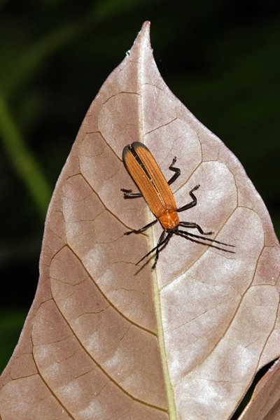 Pyrochroidae bij Malagufuk, West Papoea