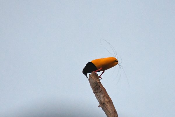 Twelve-wired Bird of Paradise bij Malagufuk, Papoea