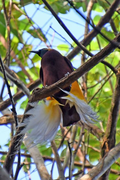 Lesser Bird of Paradise bij Malagufuk, Papoea