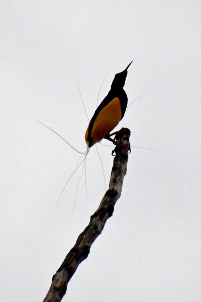 Twelvewired Bird of Paradise bij Nimbokrang, Papoea