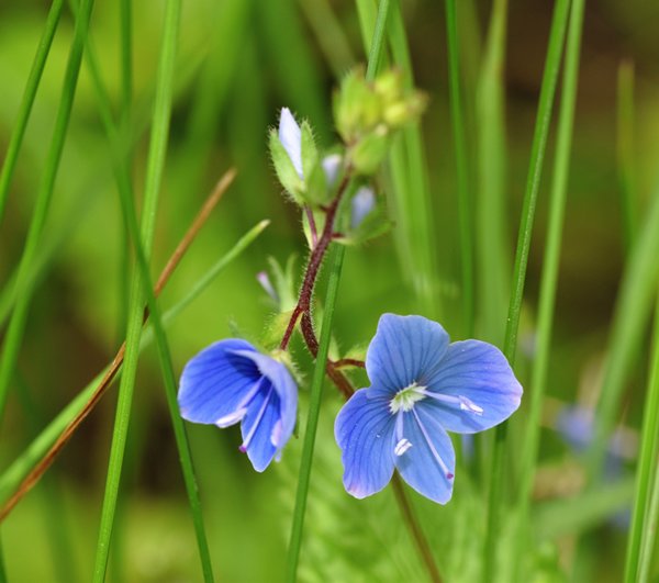 Gewone ereprijs (Veronica chamaedrys) op Öland, Zweden