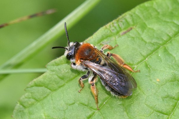 Roodgatje (Andrena haemorrhoa) op Öland, Zweden