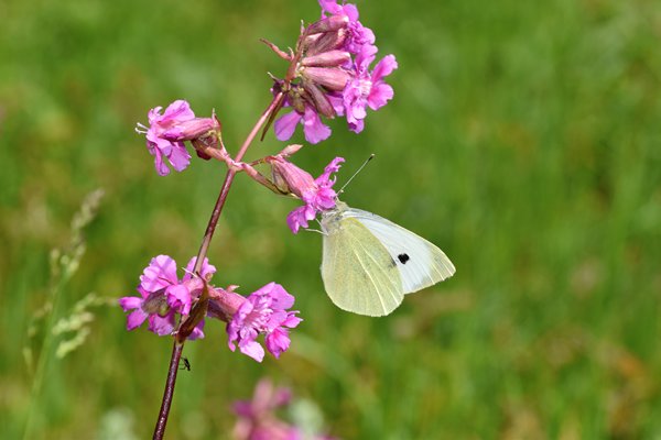 Groot kooolwitje (Pieris brassicae) op Öland, Zweden