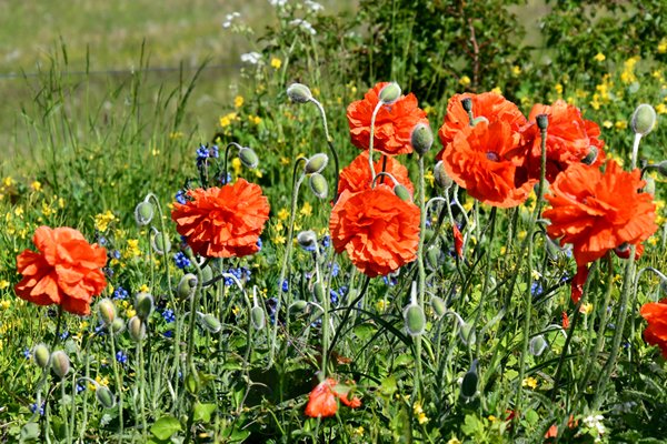 Donzige klaproos (Papaver atlanticum) op Öland, Zweden