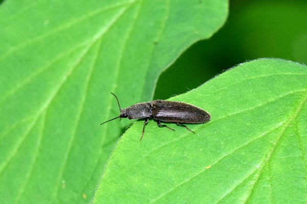 Roodaarskniptor (Athous haemorrhoidalis) bij Borgholm op Öland, Zweden