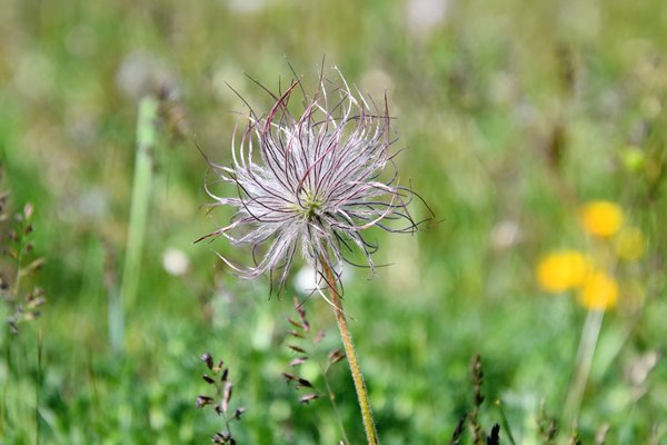 Pulsatilla alpina bij Borgholm op Öland, Zweden