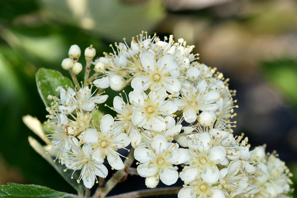 Zweedse lijsterbes (Sorbus intermedia) op Gotland, Zweden