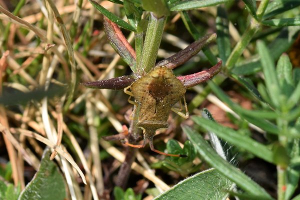 Ruitrandwants (Syromastus rhombeus) bij Brucebo (Gotland)