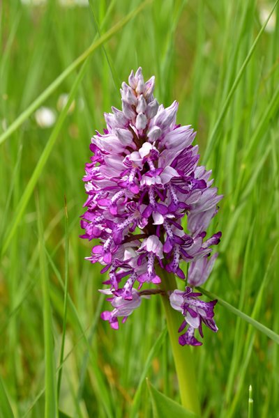 Soldaatje (Orchis militaris)