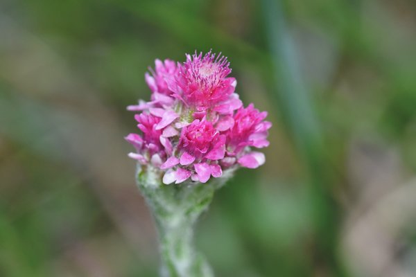 Rozenkransje (Antennaria dioica) op Gotland, Zweden