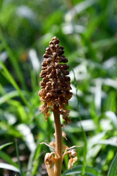 Vogelnestje (orchidee), Neottia nidus-avis, op Gotland