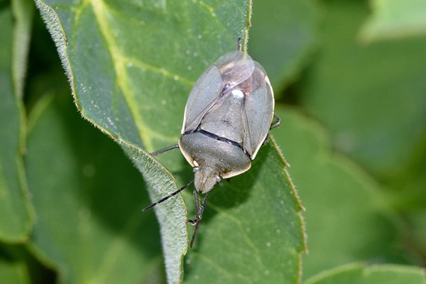 Dennenschildwants (Chlorochroa pinicola) bij Högklint (Gotland, Zweden)