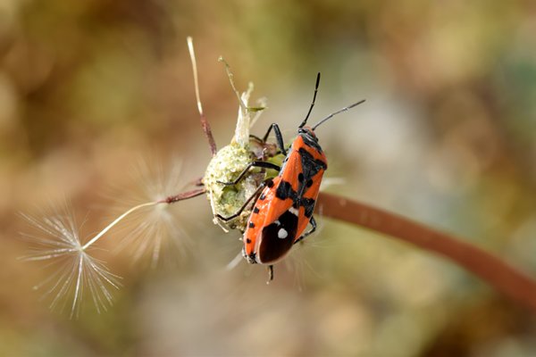 Prachtridderwants (Lygaeus equestris) bij Högklint (Gotland, Zweden)