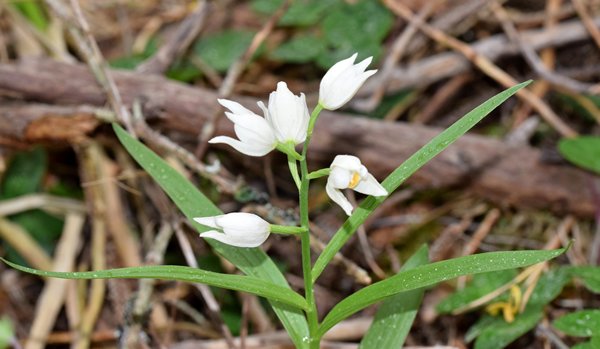 Wit bosvogeltje (Cephalanthera longifolia) bij Jungfrun (Gotland, Zweden)