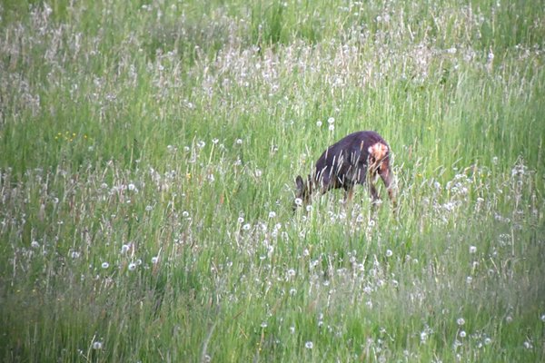 Ree tussen uitgebloeide paardebloemen in de buurt van Stockholm