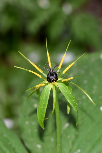 Eenbes (Paris quadrifolia) bij de Ume rivier, Noord Zweden