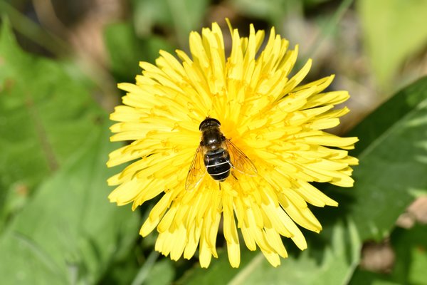 Puntbijvlieg (Eristalis nemorum) bij Boden, Noord Zweden