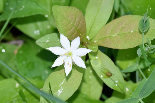 Zevenster (Trientalis europaea) bij Boden, Noord Zweden