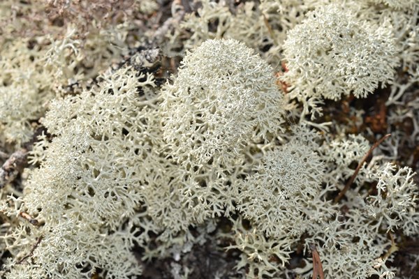 Kerststukjesrendiermos (Cladonia stellaris) bij fort Rödberget, Boden Noord Zweden