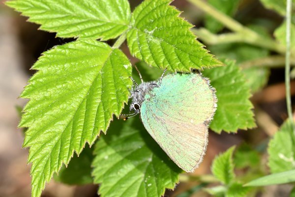 Groentje (Callophrys rubi) bij Fort Rödberget, Boden, Noord Zweden