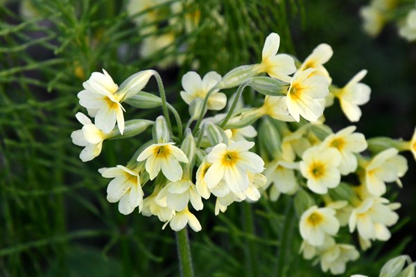 Slanke sleutelbloem (Primula elatior) in Narvik