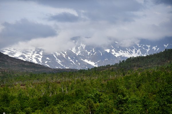 Bossen en bergen bij de Lofoten