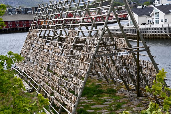 Skrei (Noorse kabeljauw) wordt gedroogd tot stokvis bij Svolvaer (Lofoten, Noorwegen)