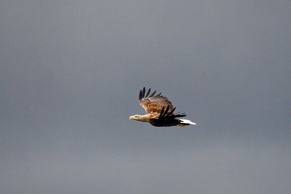 Vliegende zeearend bij Svolvaer, Lofoten