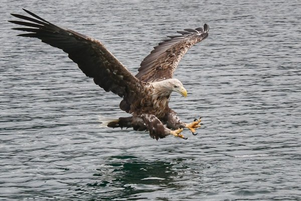 Zeearend scheert over het water bij Svolvaer, Lofoten