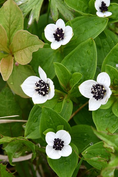 Cornus suecica (Zweedse kornoelje) bij Svolvaer (Lofoten)