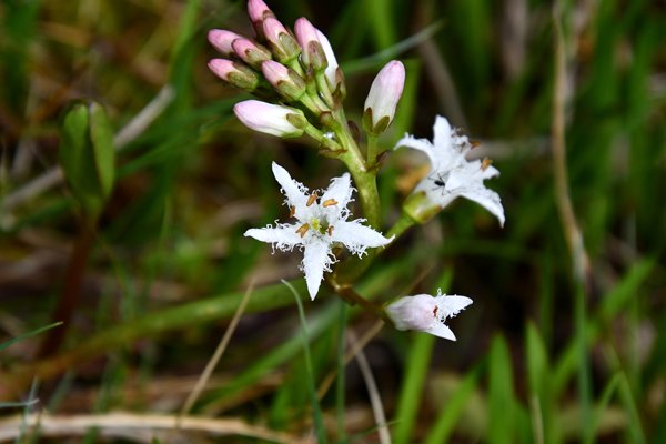 Waterdrieblad (Menyanthes trifoliata) bij Lille Kongsvatnet, Lofoten