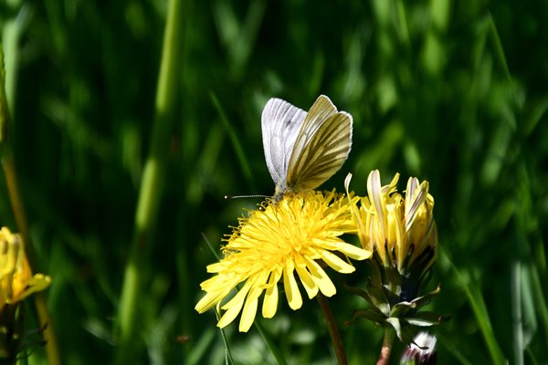 Berg geaderd witje (Pieris bryoniae) bij Svolvaer, Lofoten